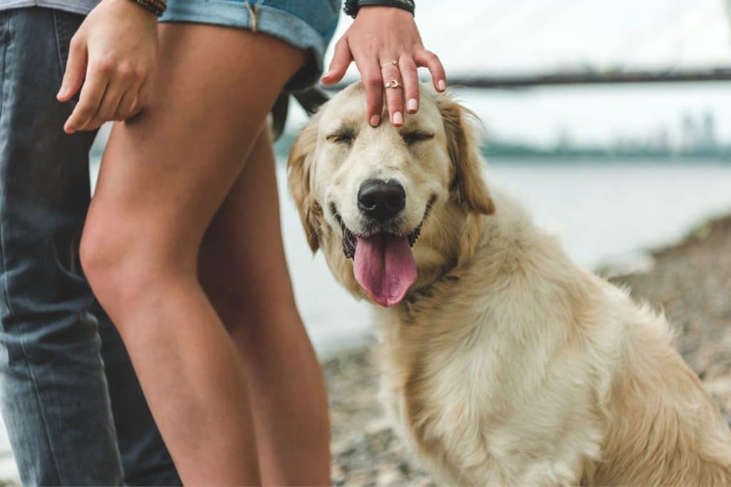 8 Façons dont votre relation amoureuse peut changer avec un animal de compagnie 4 animal de compagnie dans un couple